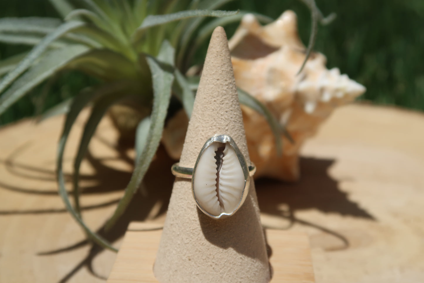 Cowrie shell- Made in your size!