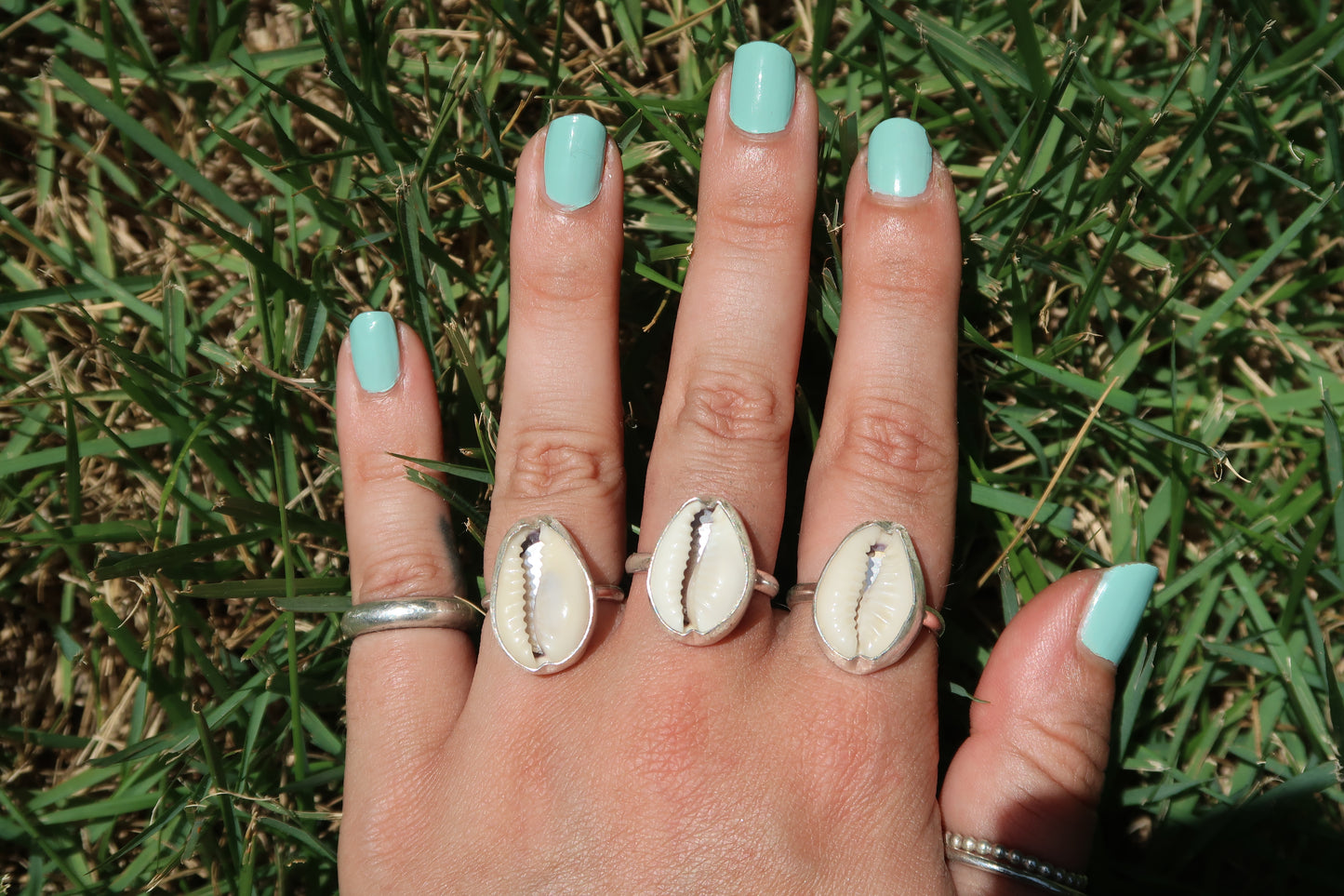 Cowrie shell- Made in your size!