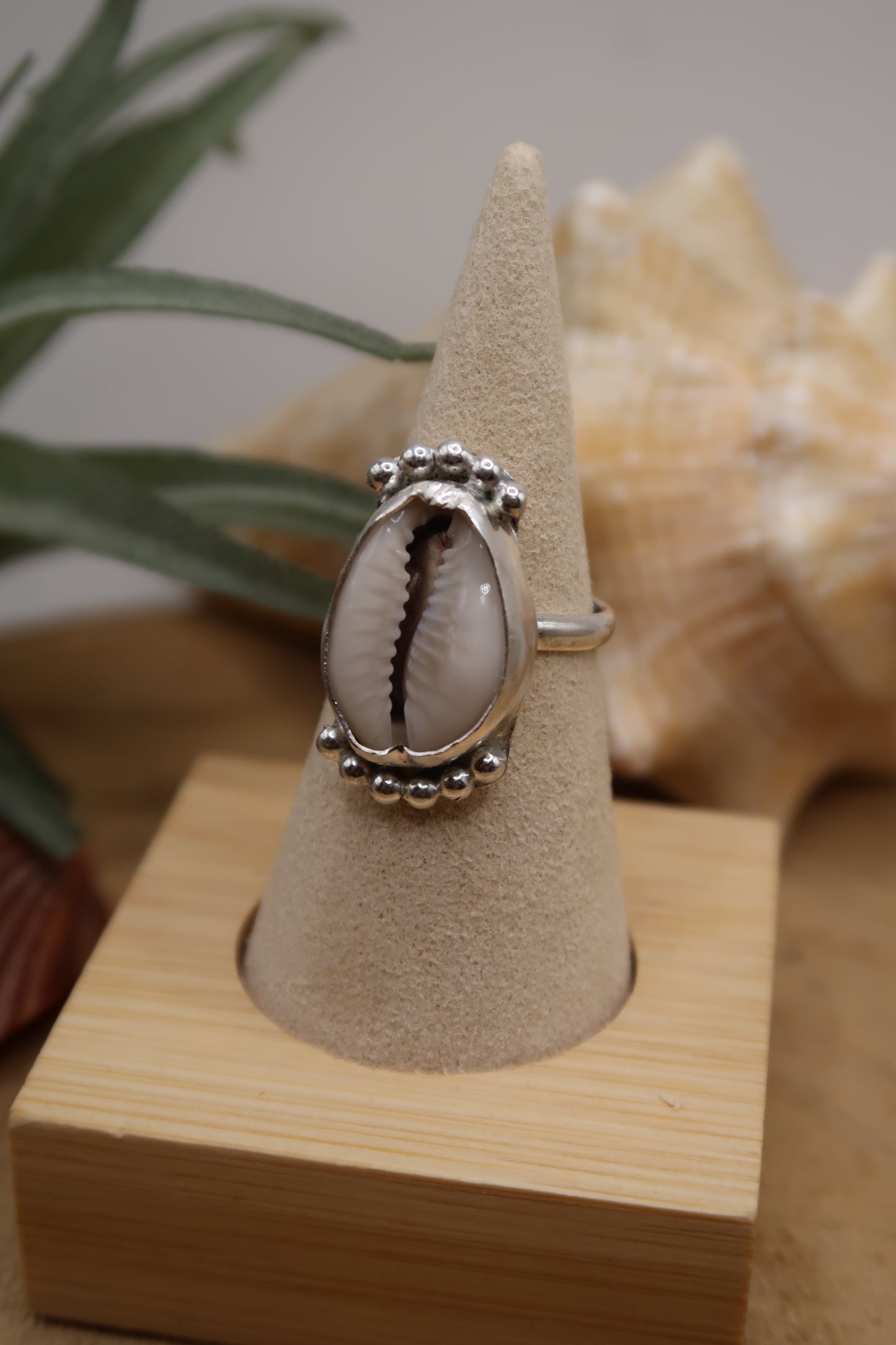 Queen cowrie ring size 7