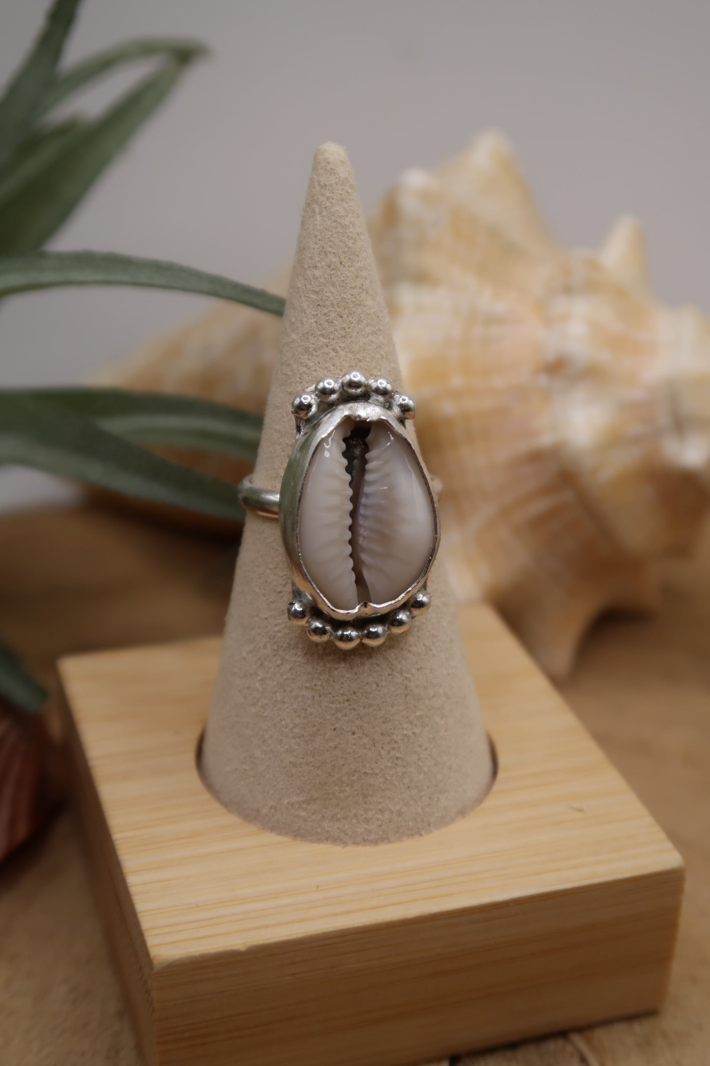 Queen cowrie ring size 7